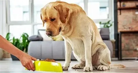 How to Choose the Right Pet Food for Your Dog or Cat in the UK