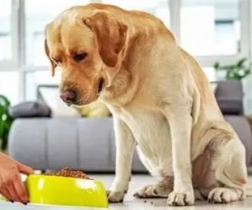 How to Choose the Right Pet Food for Your Dog or Cat in the UK