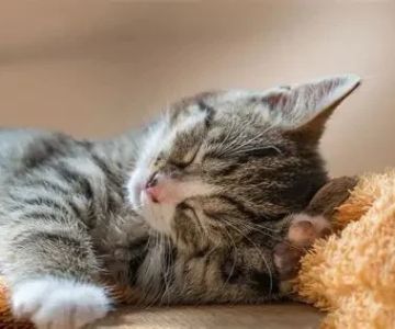 Recognizing Symptoms of Allergies in Dogs and Cats in the UK