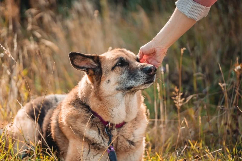 How to Spot Signs of Arthritis in Older Pets