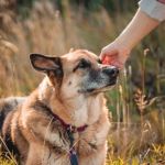 How to Spot Signs of Arthritis in Older Pets