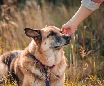 How to Spot Signs of Arthritis in Older Pets