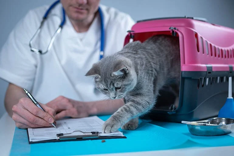 Pet Dental Care: Why Regular Vet Visits Matter for UK Pets