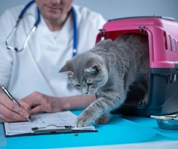 Pet Dental Care: Why Regular Vet Visits Matter for UK Pets