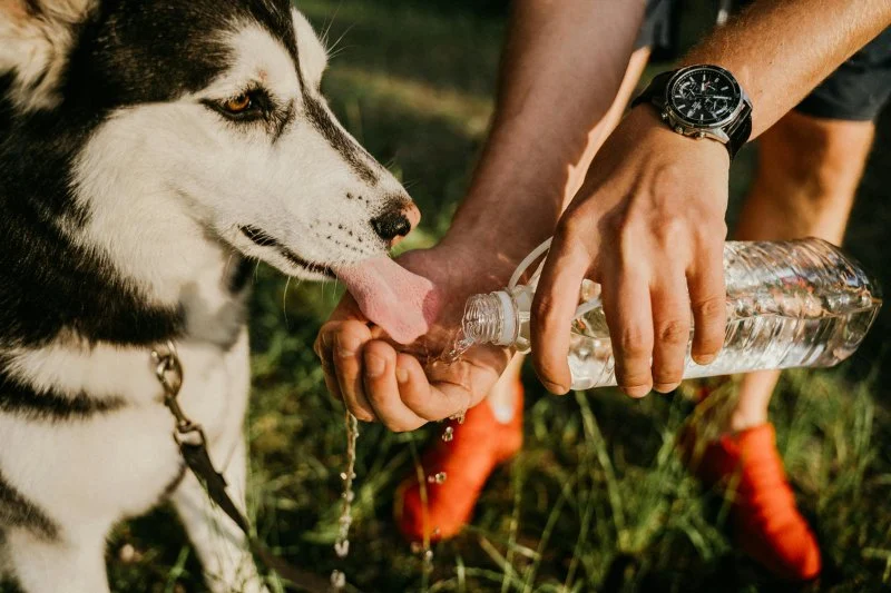 Tips for Keeping Your Pet Hydrated and Healthy in the UK