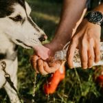 Tips for Keeping Your Pet Hydrated and Healthy in the UK