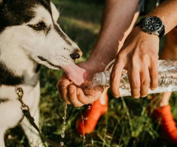 Tips for Keeping Your Pet Hydrated and Healthy in the UK