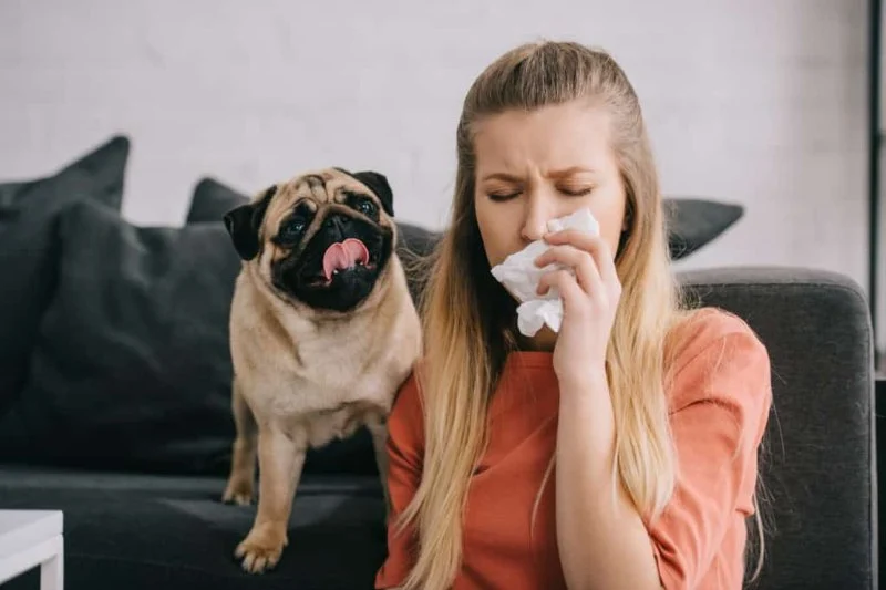 Recognising Symptoms of Allergies in Dogs and Cats