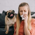 Recognising Symptoms of Allergies in Dogs and Cats
