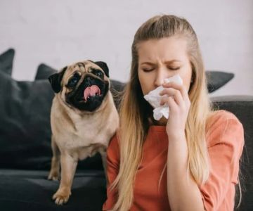 Recognising Symptoms of Allergies in Dogs and Cats