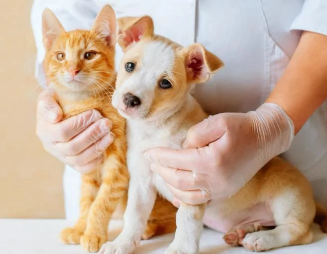 Pet Checkups Blog | Health Tips & Vet Advice for UK Pets – RegPets