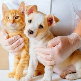 Pet Checkups