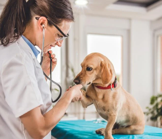 Vets Near Me | Find Local Veterinary Clinics in the UK – RegPets