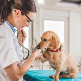 Vets Near Me
