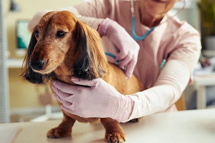 Pet Dental Care: Why Regular Vet Visits Matter in the UK