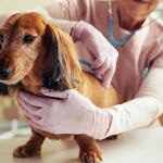 Pet Dental Care: Why Regular Vet Visits Matter in the UK