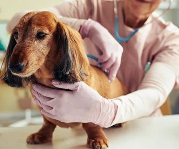 Pet Dental Care: Why Regular Vet Visits Matter in the UK