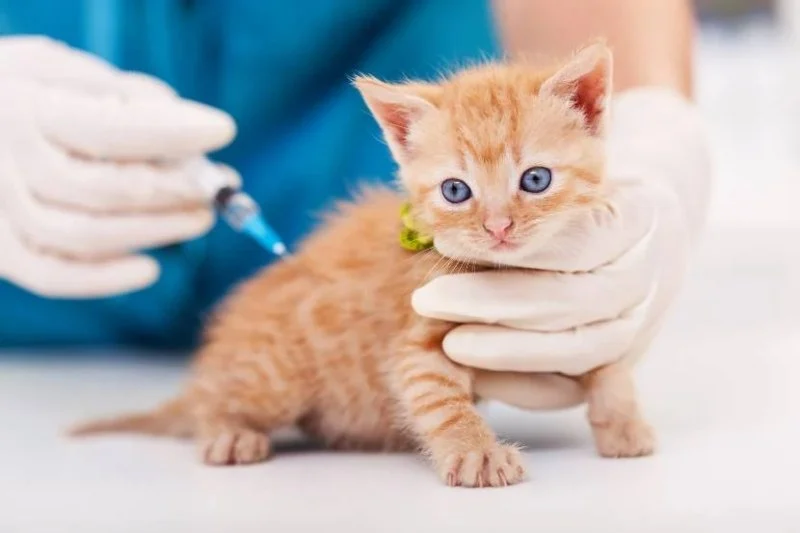The Ultimate Guide to Vaccinations for Dogs and Cats in the UK
