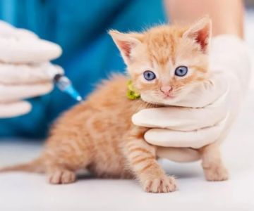 The Ultimate Guide to Vaccinations for Dogs and Cats in the UK
