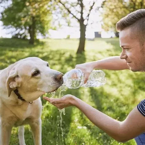 Tips for Keeping Your Pet Hydrated and Healthy