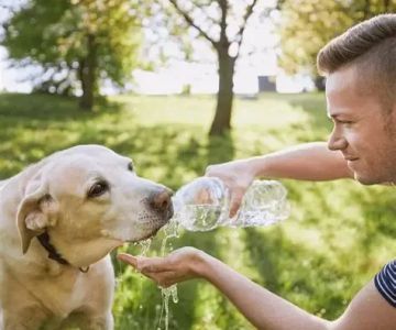 Tips for Keeping Your Pet Hydrated and Healthy