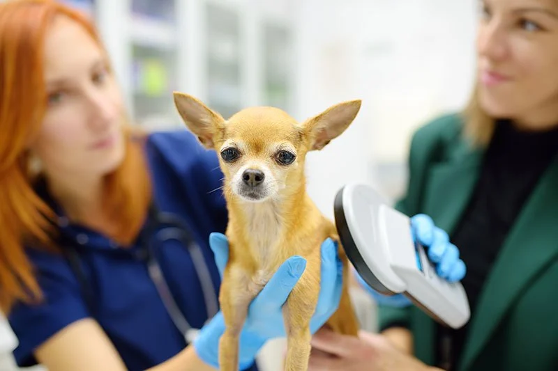The Importance of Microchipping Your Pet in the UK