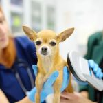 The Importance of Microchipping Your Pet in the UK