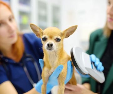 The Importance of Microchipping Your Pet in the UK