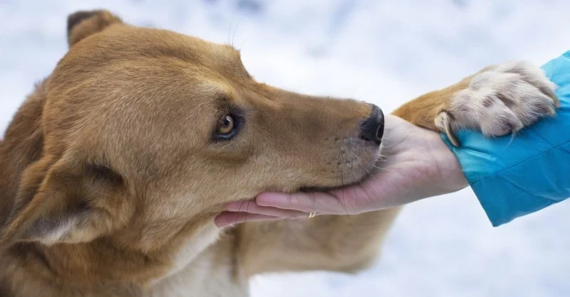 How to Handle Emergency Situations with Your Pet