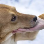 How to Handle Emergency Situations with Your Pet