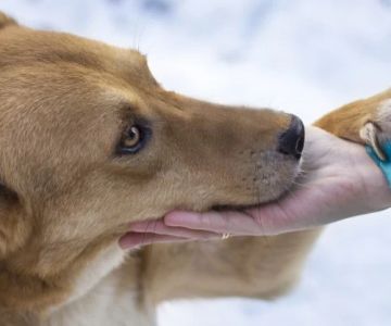 How to Handle Emergency Situations with Your Pet