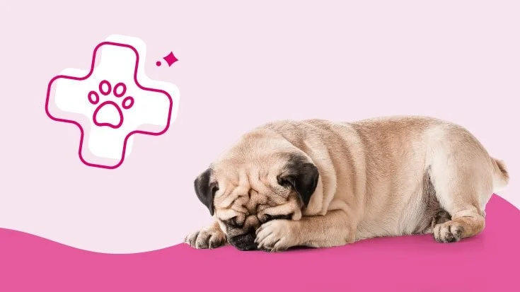 Top 10 Signs Your Pet Needs to See a Vet Immediately