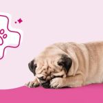 Top 10 Signs Your Pet Needs to See a Vet Immediately