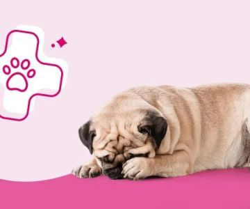 Top 10 Signs Your Pet Needs to See a Vet Immediately