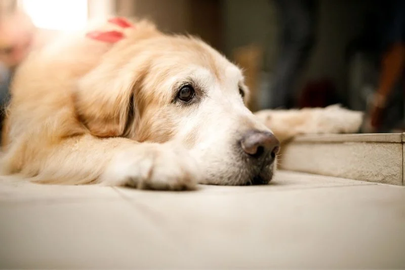 Essential Tips for Caring for Senior Pets