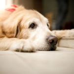 Essential Tips for Caring for Senior Pets