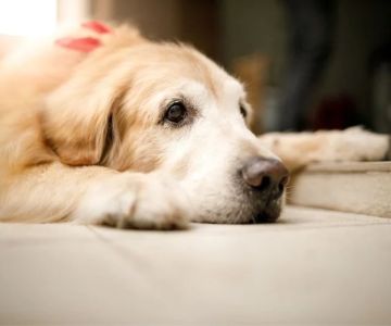 Essential Tips for Caring for Senior Pets