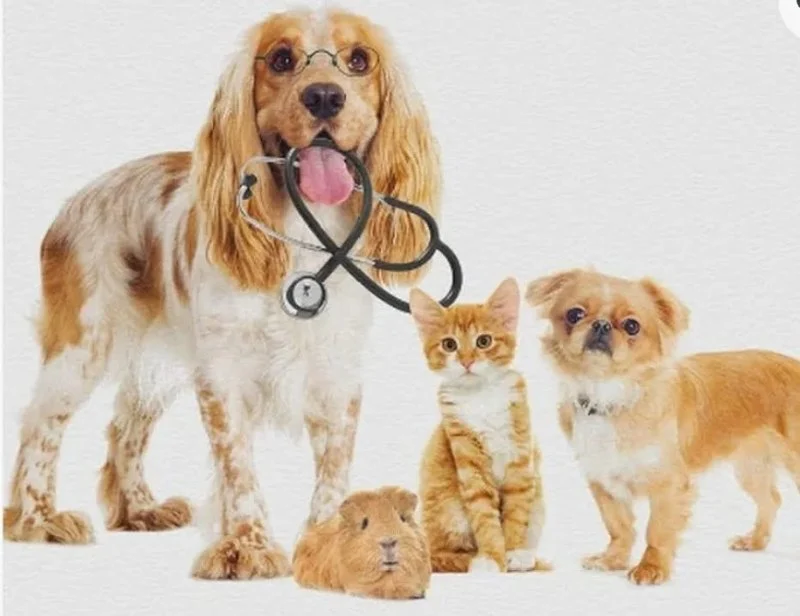How to Prepare Your Pet for Their Annual Checkup