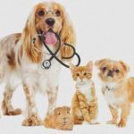 How to Prepare Your Pet for Their Annual Checkup