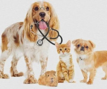 How to Prepare Your Pet for Their Annual Checkup