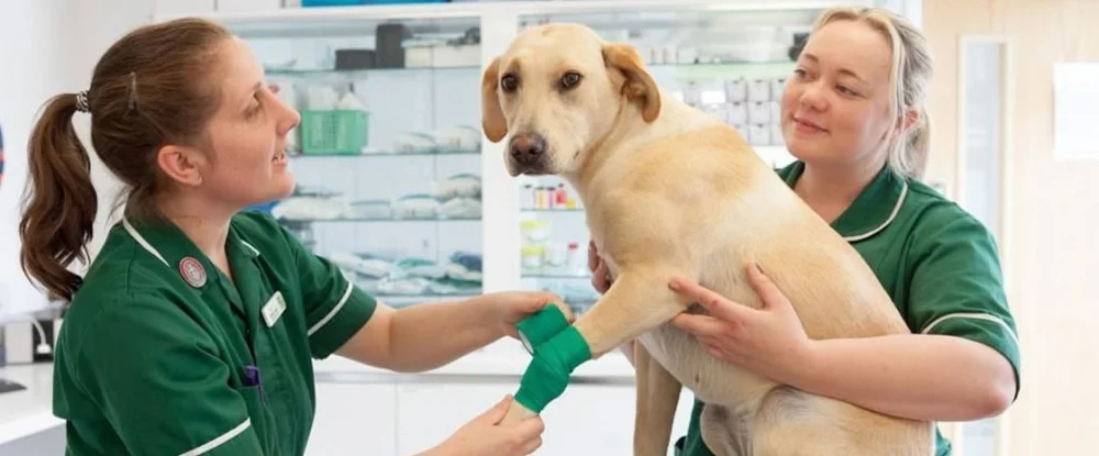 Find Pet Shops & Vets Near Me