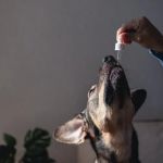 Dealing with Anxiety and Stress in Pets: Vet Advice for UK Pet Owners