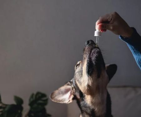 Dealing with Anxiety and Stress in Pets: Vet Advice for UK Pet Owners