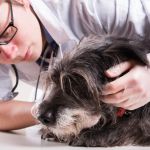 Top 10 Urgent Signs Your Pet Needs to See a Vet in the UK
