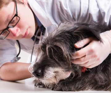 Top 10 Urgent Signs Your Pet Needs to See a Vet in the UK