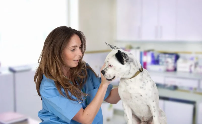 How Often Should You Take Your Pet for a Health Checkup in the UK?