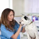 How Often Should You Take Your Pet for a Health Checkup in the UK?