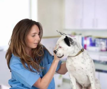 How Often Should You Take Your Pet for a Health Checkup in the UK?
