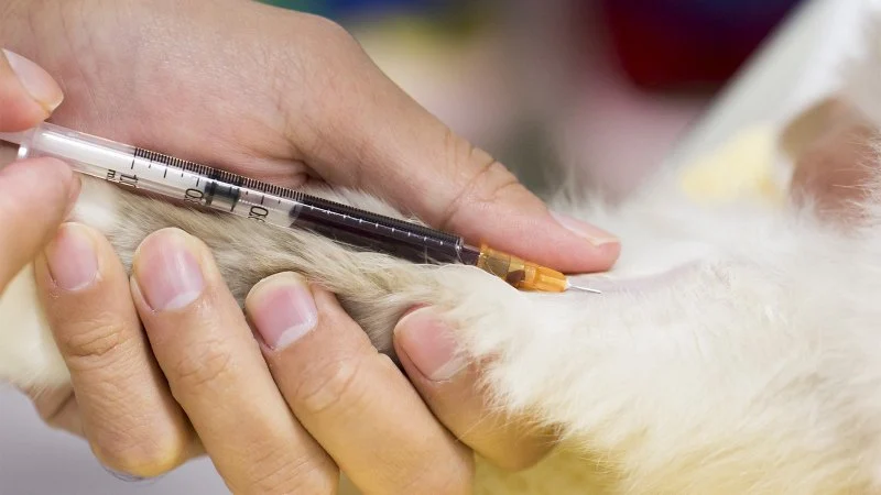 The Role of Regular Blood Tests in Monitoring Pet Health
