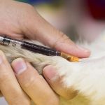 The Role of Regular Blood Tests in Monitoring Pet Health